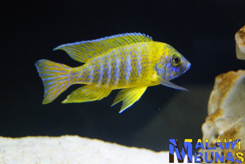 Aulonocara sp. 'stuartgranti maleri' Chidunga Rocks